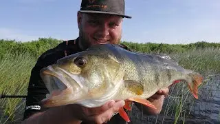 Aborre fiskeri  og pr fisk