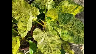 Philodendron Giganteum Varieties