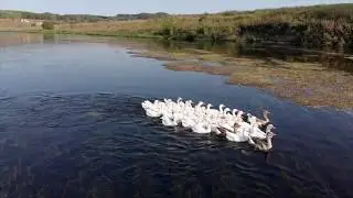 Гуси-гуси на реке