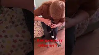 Как дать коту таблетку?