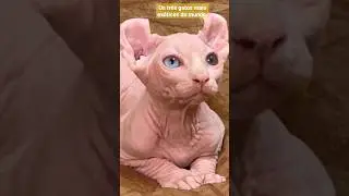 Os três gatos mais exóticos do mundo. #Sphynx #Persa