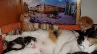 ЗАБАВНЫЕ КОТЯТА первый месяц, а также КОТ папа и мама