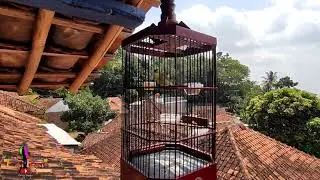 Pleci ngalas rapat untuk pancingan menaikan emosi burung pleci anda biar ngotot