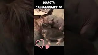 МИЛОТА ЗАШКАЛИВАЕТ 😀❤️  #приколы #shorts  #смешныевидео  #funnycats #пёсик #video