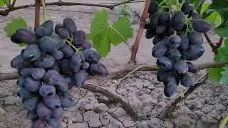 ГФ ВИНОГРАДА НАРЯДНЫЙ (КАЛУГИН В. М.).ТЕЛ: 8989 538 12 89 (Ватсап,Телеграмм).