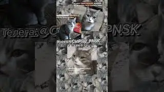 Мудрости от Котяры #мем #жиза #ладно #пон #рофл #вреки #ржака #хэштег #прикол #цитаты