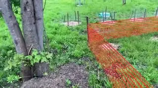 Fencing The Chickens Out