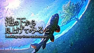 池の下から見上げてみると / Looking up from underwater