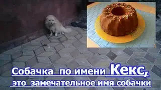 Собачка сторож  с кондитерским именем Кекс, ночной директор, ярославский Кекс во Флорештах