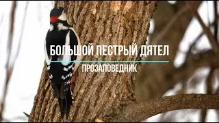 Знакомим с птицей. Большой пестрый дятел