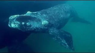 Encuentro inesperado en Puerto Madryn