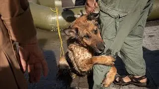 Спасение животных из затопленных районов