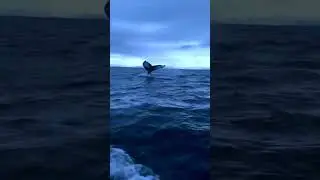 🐳 Киты в Териберке ♥ kolatour.ru