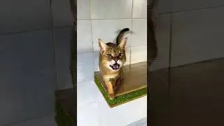 Попытки мамы сфотографировать чаузи Астрид и абиссинку Грейси 😹