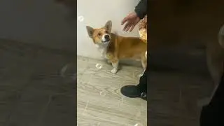 #funnypuppyfoodreaction #funnypuppyvido #puppyfunnyvideo #puppyfunnyvideos #puppysfunnyfoodreaction