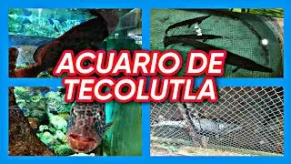 Visita a Acuario de Tecolutla (Peces, pejelagartos, cocodrilos, tortugas y más)