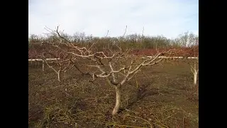 Формировка молодого дерева на доске.