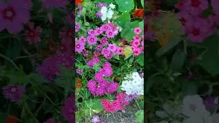 САМЫЙ КРАСИВЫЙ ОДНОЛЕТНИК# ЦВЕТОК - СНЕЖИНКА#ФЛОКС ДРУММОНДА#