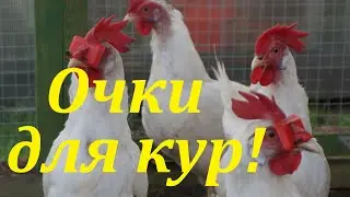 Отучаем кур клеваться или очки для кур.