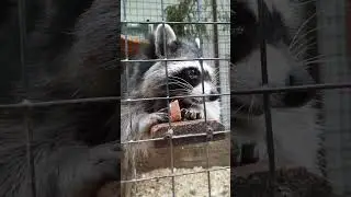 Милый енот кушает. Анапский зоопарк