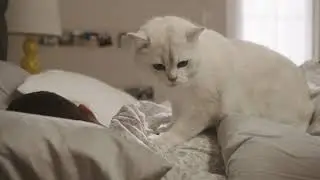 Vitalant Coby the Cat