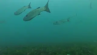 Лобан в Черном море.