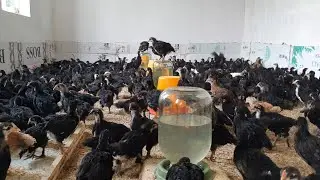 QORA TOVUQ JO'JALARI SOTILADI SHOSHLIG +998945710111