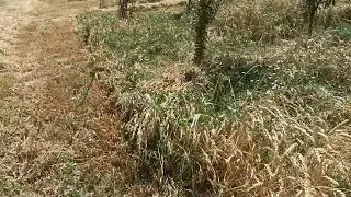 Mana Bugʻdoy oʻrimga xam yetib kelibmiz