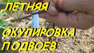 КАК СДЕЛАТЬ ЛЕТНЮЮ ОКУЛИРОВКУ ПОДВОЕВ?КЛОНОВЫХ ИЛИ СЕМЕННЫХ.