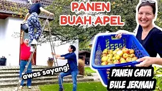 ISTRI BULE mau PANEN SAMPAI HABIS! Panen buah apel di kebun mertua Jerman