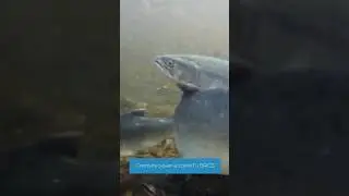 Ловись, рыбка, большая и маленькая 