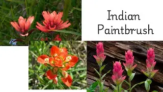 #nature Nature flowers - Beautiful Indian Paintbrush