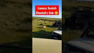 Lioness Snatch Cheetah's Cub #wildlife 😢
