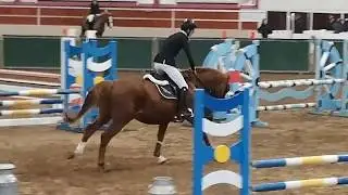 Ard Jowawa 4yo stallion Denzel Van't Meulenhof X Calvados