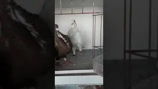 Legendario macho plata 2019