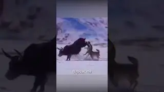 Як прыгает в ледяную воду спасаясь от волков.