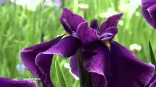 CHRIS SPHEERIS - Juliette