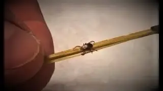 Чего боятся клещи?