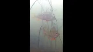 Фокус Окуня. 2022