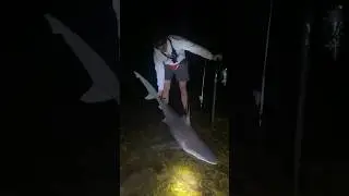 Big Shark Caught 😱 