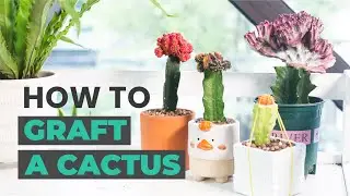 HOW TO GRAFT A CACTUS | HOW TO MAKE GRAFTED CACTI