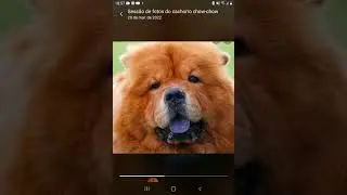 sessão de fotos do cachorro chow-chow ( meu pet quando eu e minha família tiver nossa própria casa)