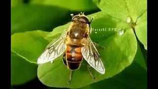 Large size Honey Bee and rain Drops on green leaves  HD Quality