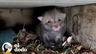 ¡Mira a esta mamá zorro reunirse con su 7 hijos! | El Dodo
