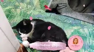 🌱 Утренняя активность маленького котёнка 💓