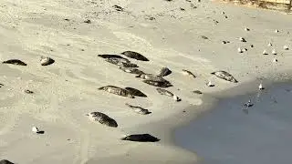 Baby Seals - Children’s Pool, San Diego