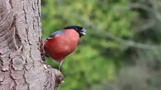 Bird Perched On A Tree While Eating