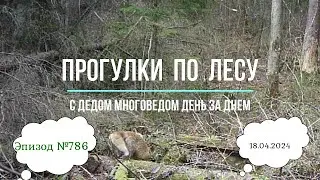Прогулки по лесу. День за днем с дедом Многоведом. 18 апреля 2024г. Эпизод 786.