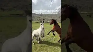 Каналға тіркел. Лайк бас #youtubeshorts #horse #айғыр #reels #rek #лошади