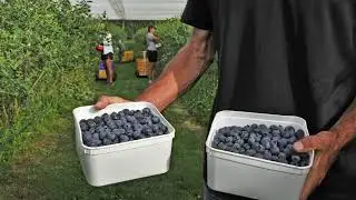 Lawsons True Earth Blueberries